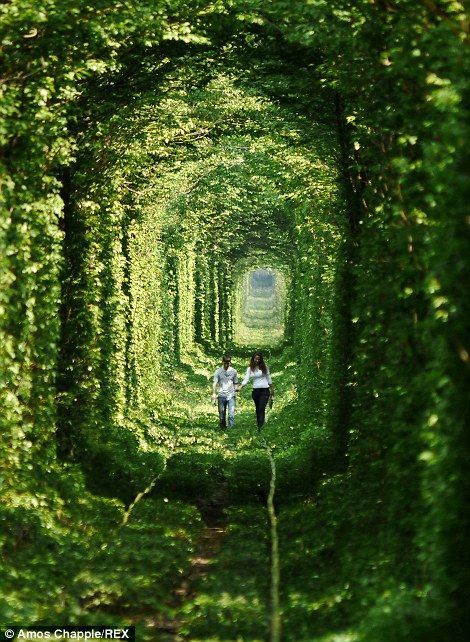 ハネムーンに行きたい！ウクライナにある『恋のトンネル』がとっても素敵♡にて紹介している画像
