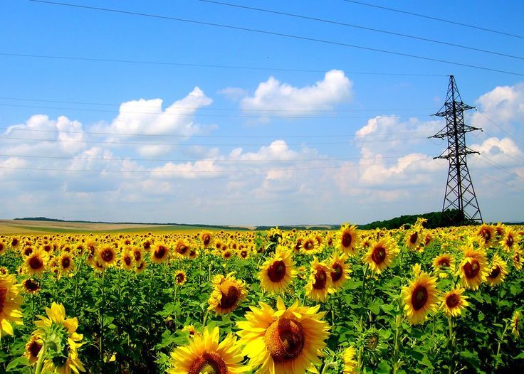 "♡ Summer in Full Bloom ♡ A Beautiful Wedding Using Sunflowers: A Special Feature on Refreshing Summer Wedding Coordination *"にて紹介している画像