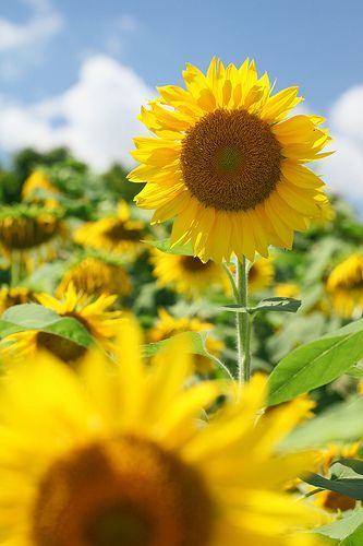 "♡ Summer in Full Bloom ♡ A Beautiful Wedding Using Sunflowers: A Special Feature on Refreshing Summer Wedding Coordination *"にて紹介している画像