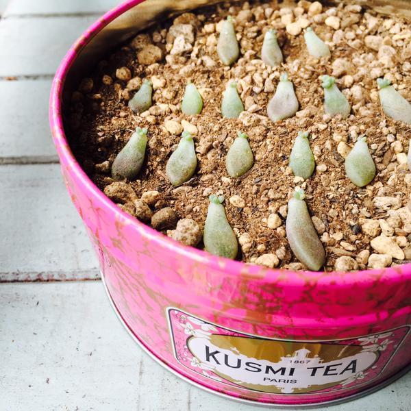 Delicious and Adorably Cute: Stylish Wedding Favors Featuring the Globally Loved Kusmi Tea ♡にて紹介している画像