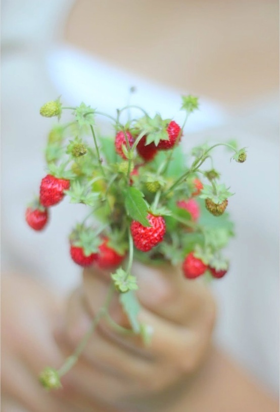 Fruits & Flowers: The Most Romantic Bouquet Featuring Strawberries♡にて紹介している画像