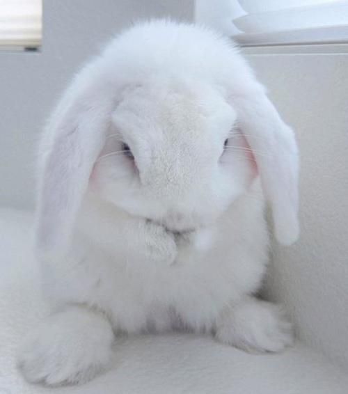 "Too Cute to Handle: Have You Heard About the Recently Trending 'Bunny Ear Nails'?"にて紹介している画像