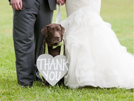 大切な家族だからこそ、特別な日も一緒に過ごしたい♡大好きなワンちゃんとのwedding photo♡にて紹介している画像