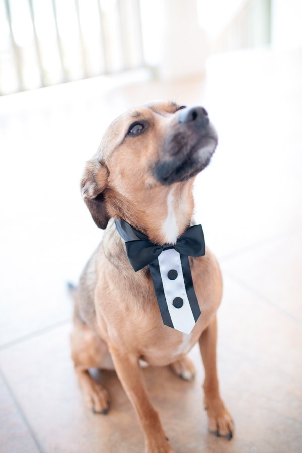 大切な家族だからこそ、特別な日も一緒に過ごしたい♡大好きなワンちゃんとのwedding photo♡にて紹介している画像