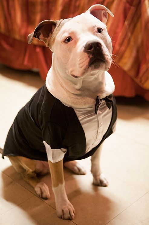 大切な家族だからこそ、特別な日も一緒に過ごしたい♡大好きなワンちゃんとのwedding photo♡にて紹介している画像