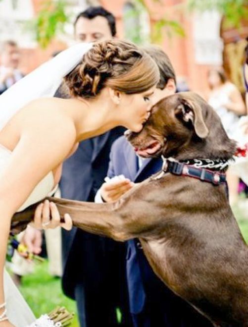 大切な家族だからこそ、特別な日も一緒に過ごしたい♡大好きなワンちゃんとのwedding photo♡にて紹介している画像
