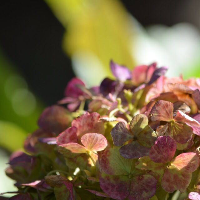 Beautiful Hues ♡ Do You Know About 'Autumn-Colored Hydrangeas' That Let You Enjoy the Feel of the Season?にて紹介している画像