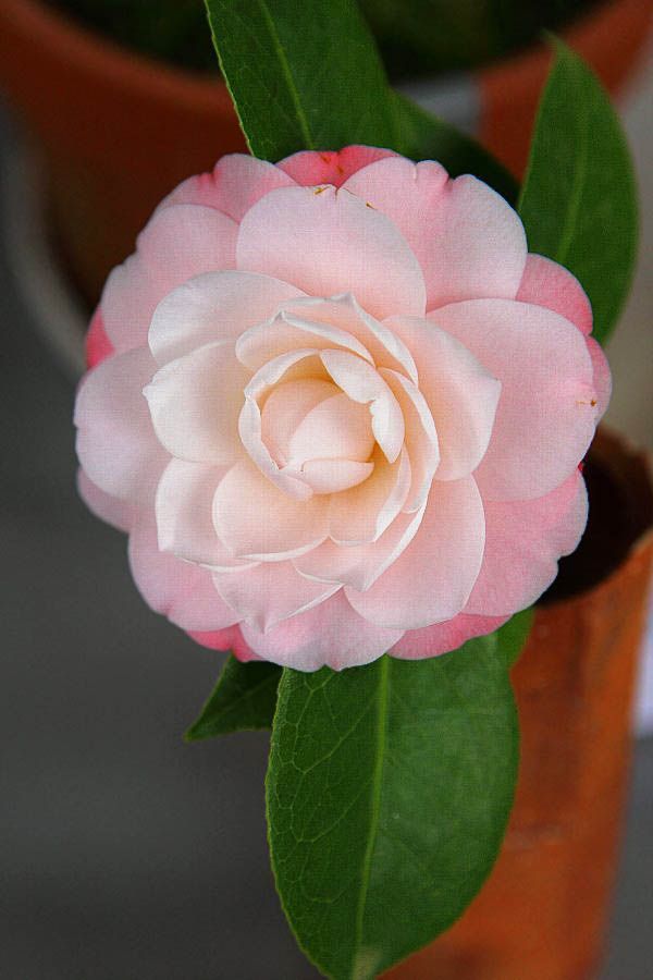Have You Heard of the Gorgeous 'Meria Bouquet' with Just One Large Bloom? ♡にて紹介している画像