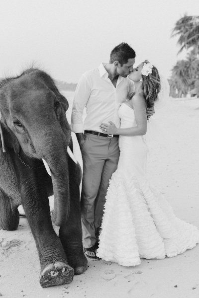 "These Photos Might be Memorable! Wedding Photos with Elephants ♡"にて紹介している画像