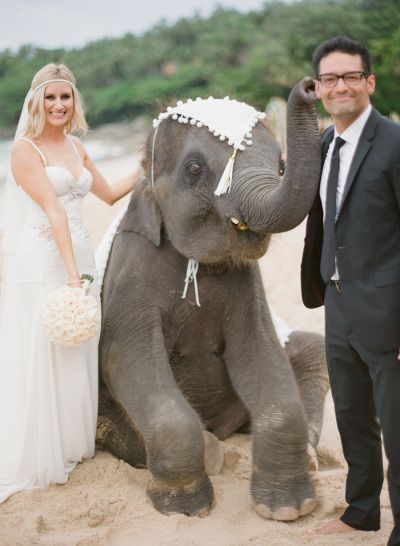 "These Photos Might be Memorable! Wedding Photos with Elephants ♡"にて紹介している画像