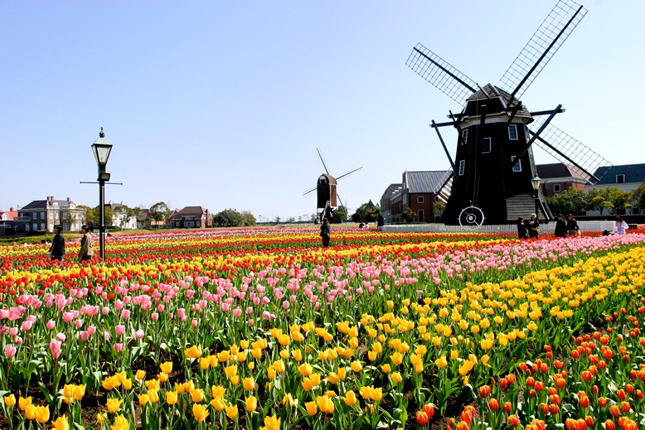 "Charming Wedding Photo Locations: A Seasonal Guide to the Cutest Flower Fields Across the Country"にて紹介している画像