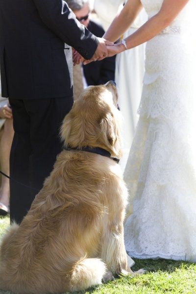 Family Photos: 4 Must-Have Wedding Photo Scenes with My Beloved Dog♡にて紹介している画像