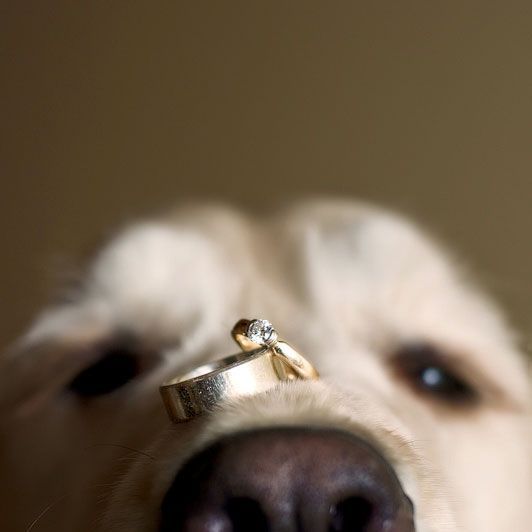 Family Photos: 4 Must-Have Wedding Photo Scenes with My Beloved Dog♡にて紹介している画像