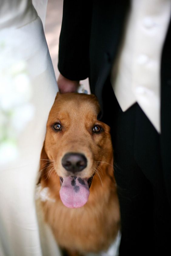 Family Photos: 4 Must-Have Wedding Photo Scenes with My Beloved Dog♡にて紹介している画像
