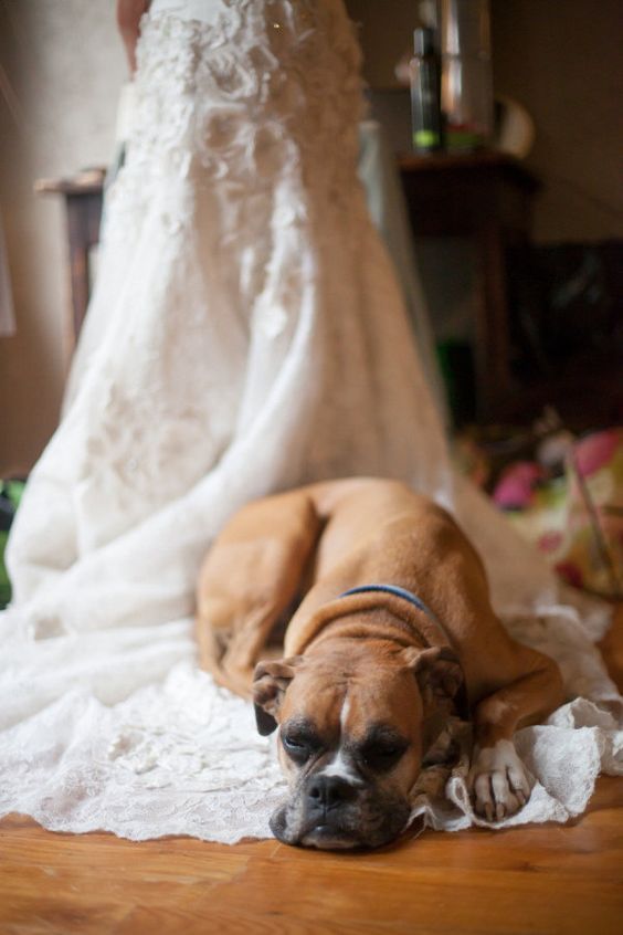 Family Photos: 4 Must-Have Wedding Photo Scenes with My Beloved Dog♡にて紹介している画像