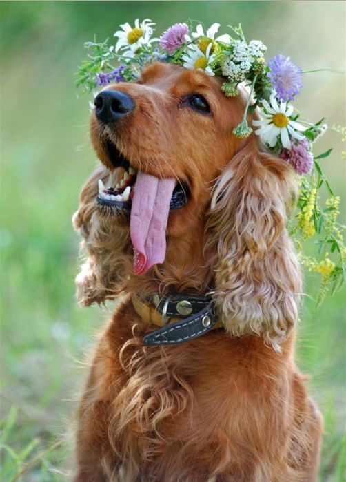 Family Photos: 4 Must-Have Wedding Photo Scenes with My Beloved Dog♡にて紹介している画像