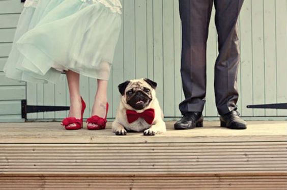 Family Photos: 4 Must-Have Wedding Photo Scenes with My Beloved Dog♡にて紹介している画像