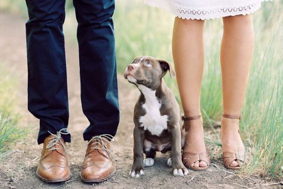 Family Photos: 4 Must-Have Wedding Photo Scenes with My Beloved Dog♡にて紹介している画像