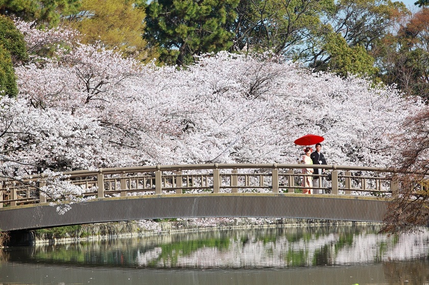 Spring is Here! A Collection of Recommended Flower Fields Across the Country by Flower Type for Location Photos*にて紹介している画像