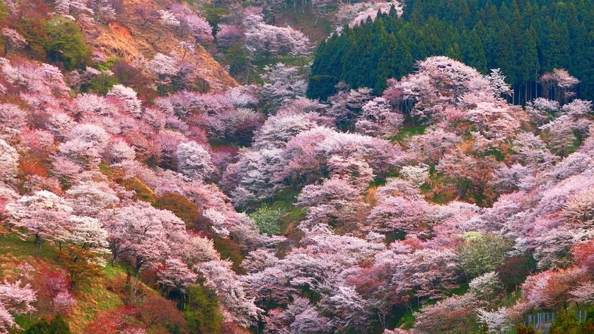 Spring is Here! A Collection of Recommended Flower Fields Across the Country by Flower Type for Location Photos*にて紹介している画像