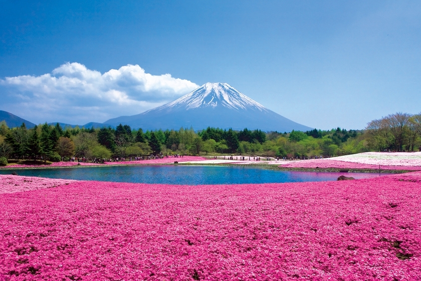 Spring is Here! A Collection of Recommended Flower Fields Across the Country by Flower Type for Location Photos*にて紹介している画像