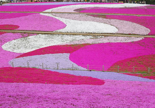 Spring is Here! A Collection of Recommended Flower Fields Across the Country by Flower Type for Location Photos*にて紹介している画像