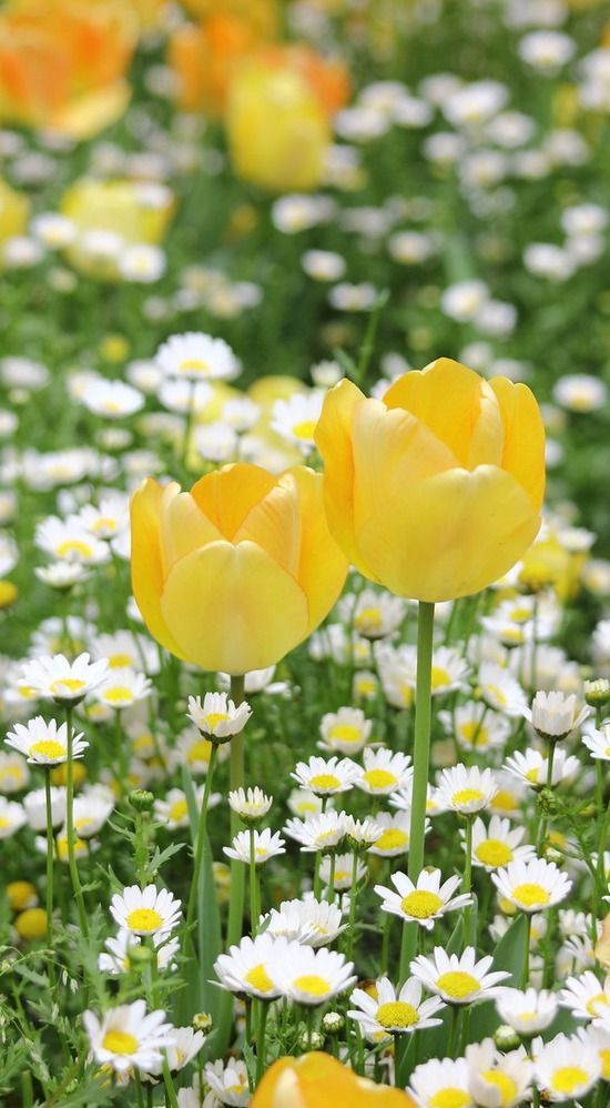「春のお花といえば？」今の季節にピッタリ！春に咲くお花で作るブーケデザインカタログ♡にて紹介している画像